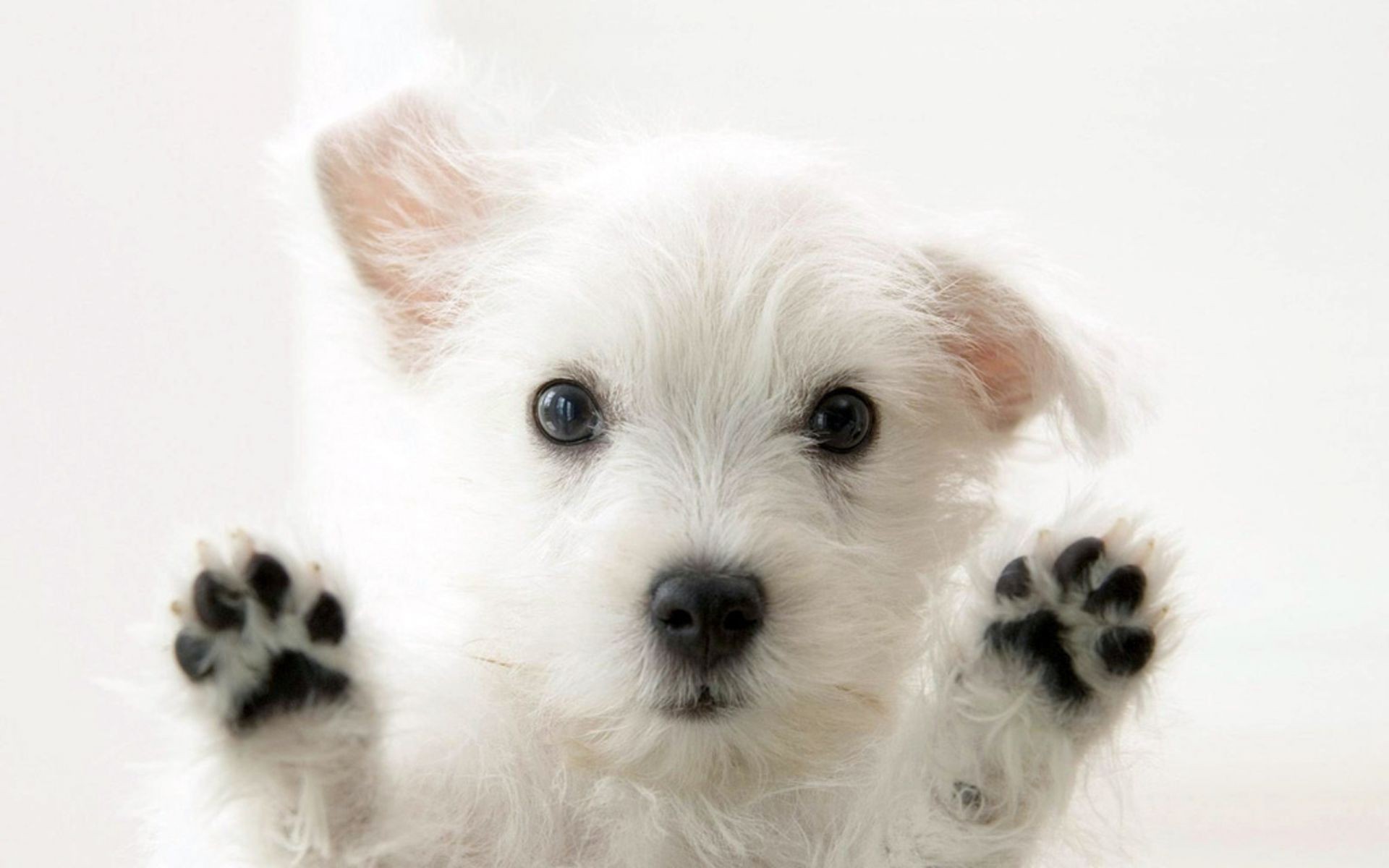 dogs dog cute animal pet mammal little puppy portrait canine fur adorable domestic studio downy