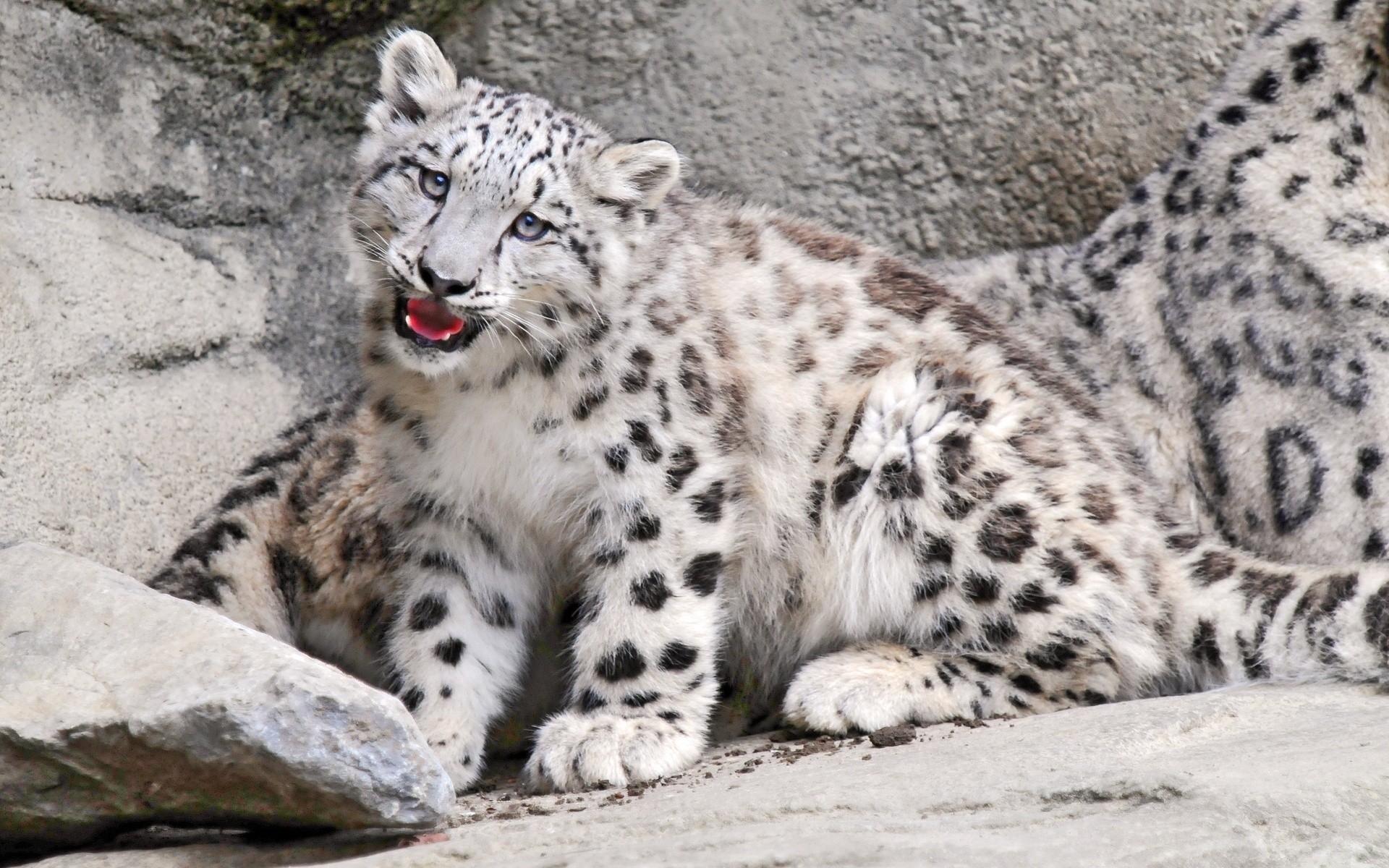 animals wildlife mammal cat animal predator zoo wild big carnivore nature fur leopard hunter endangered safari portrait spotty