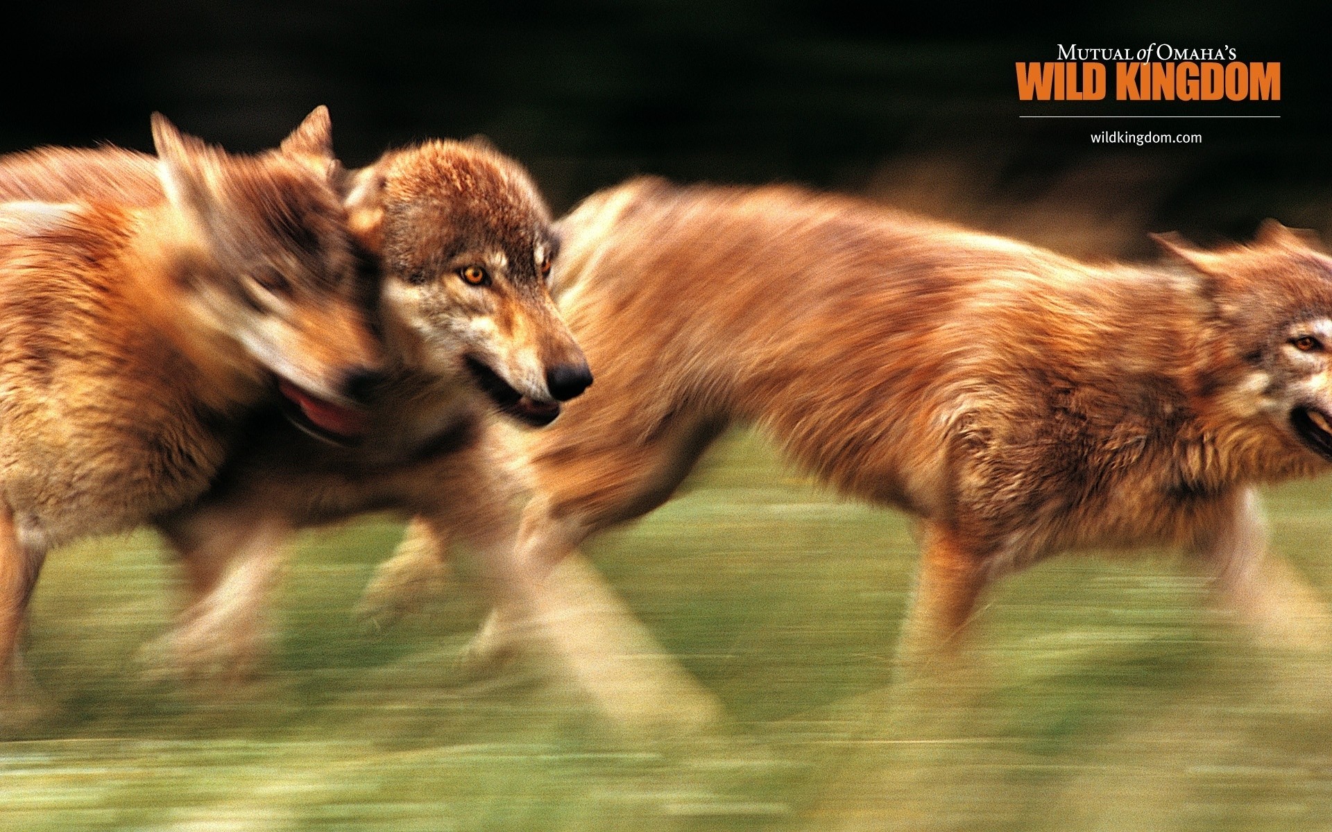 animals mammal animal wildlife nature fur dog wild canine cute outdoors grass young pet eye fox wolves