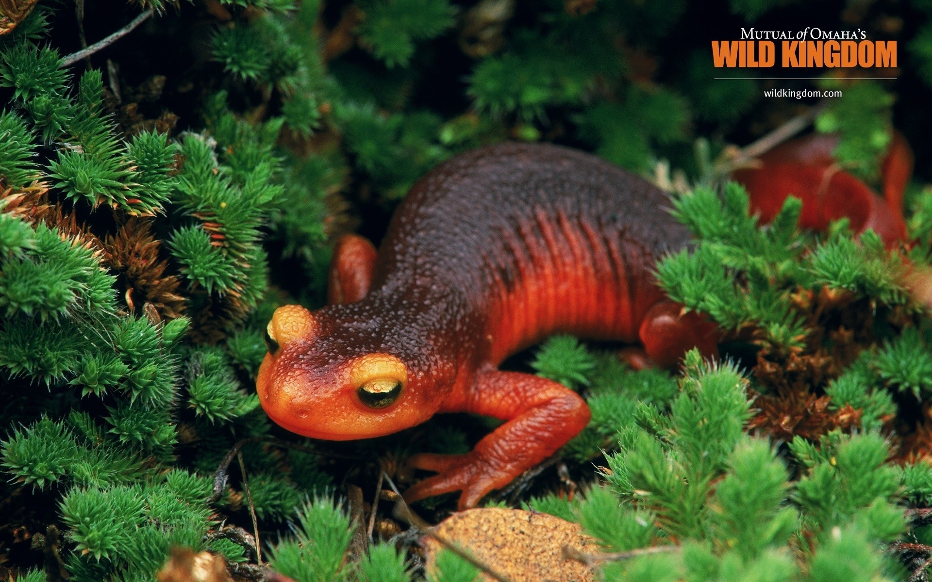 reptiles and frogs nature outdoors reptile tree wildlife wood horizontal biology salamander