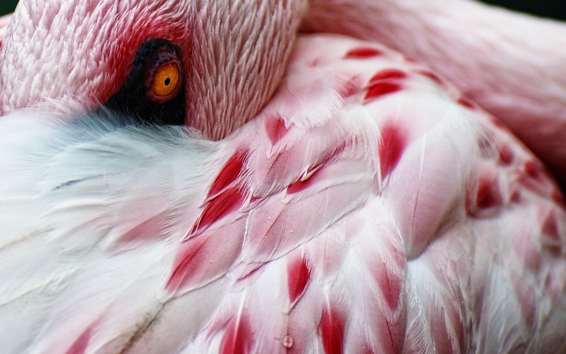 flamingo bird animal nature portrait wildlife zoo feather
