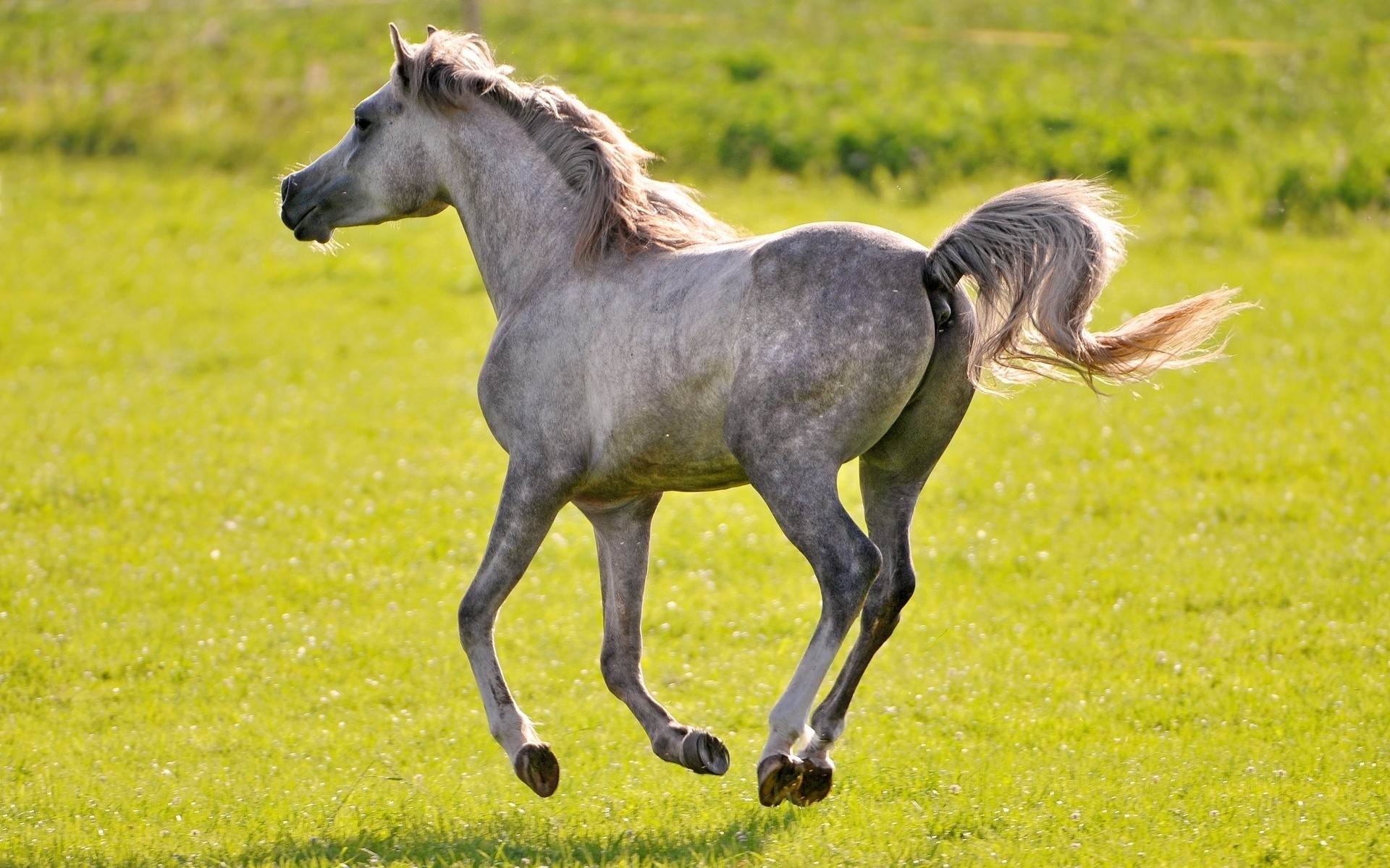 animals mammal grass animal horse mare mane pasture cavalry hayfield stallion field wildlife farm equine nature livestock rural