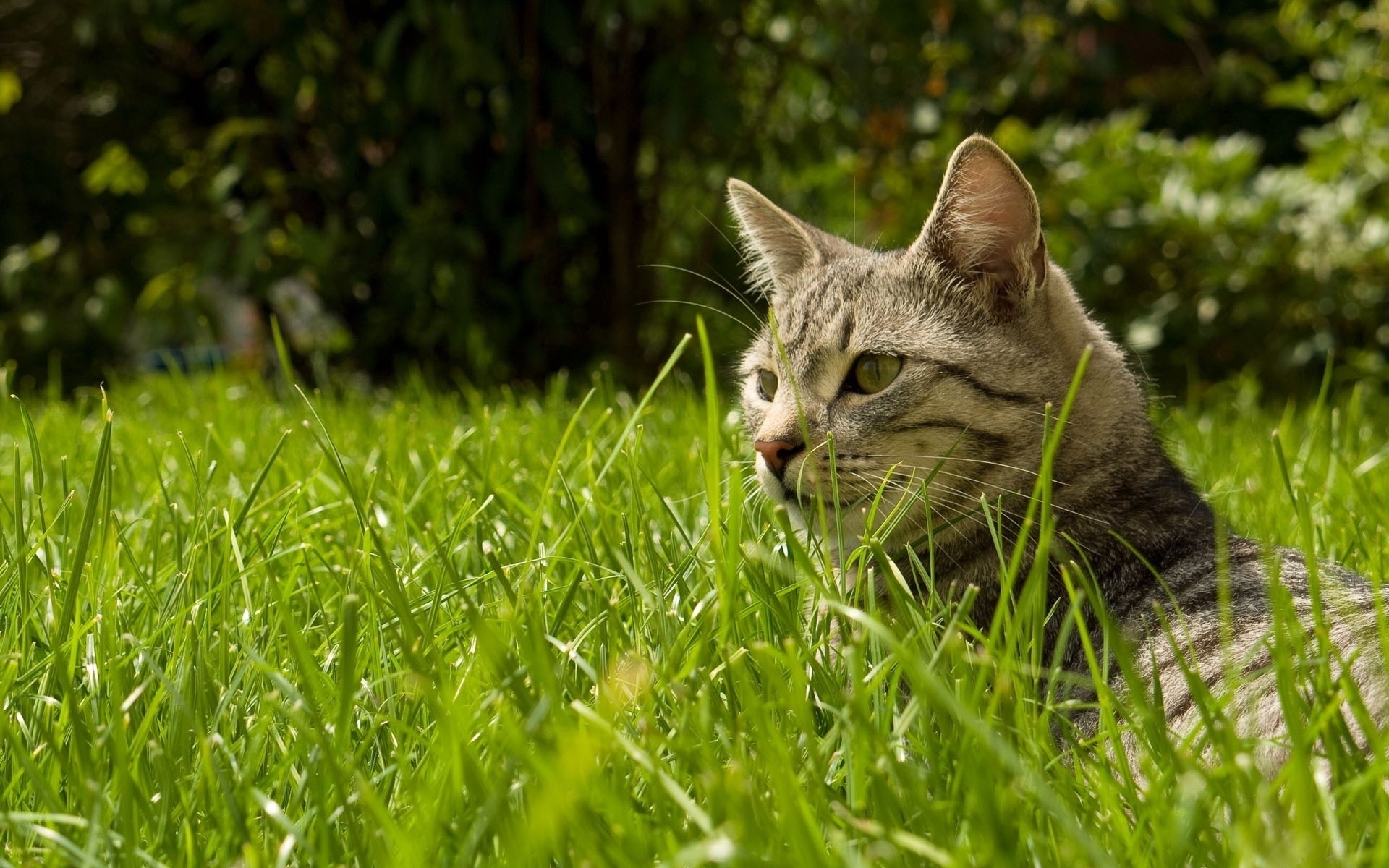cats grass animal cat nature cute fur young mammal pet outdoors little hayfield domestic portrait kitten field summer eye