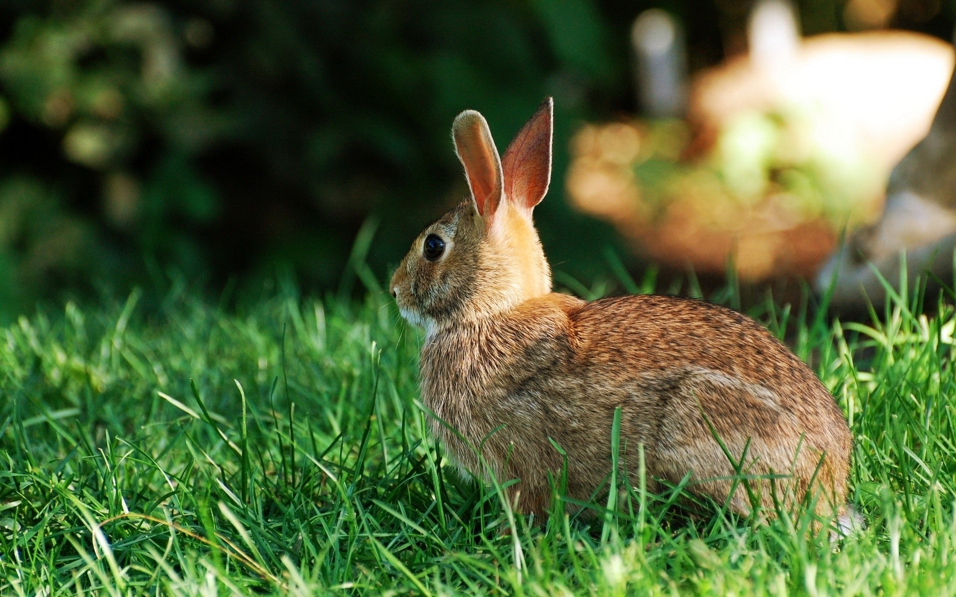 animals grass rabbit nature wildlife animal bunny cute outdoors little hayfield