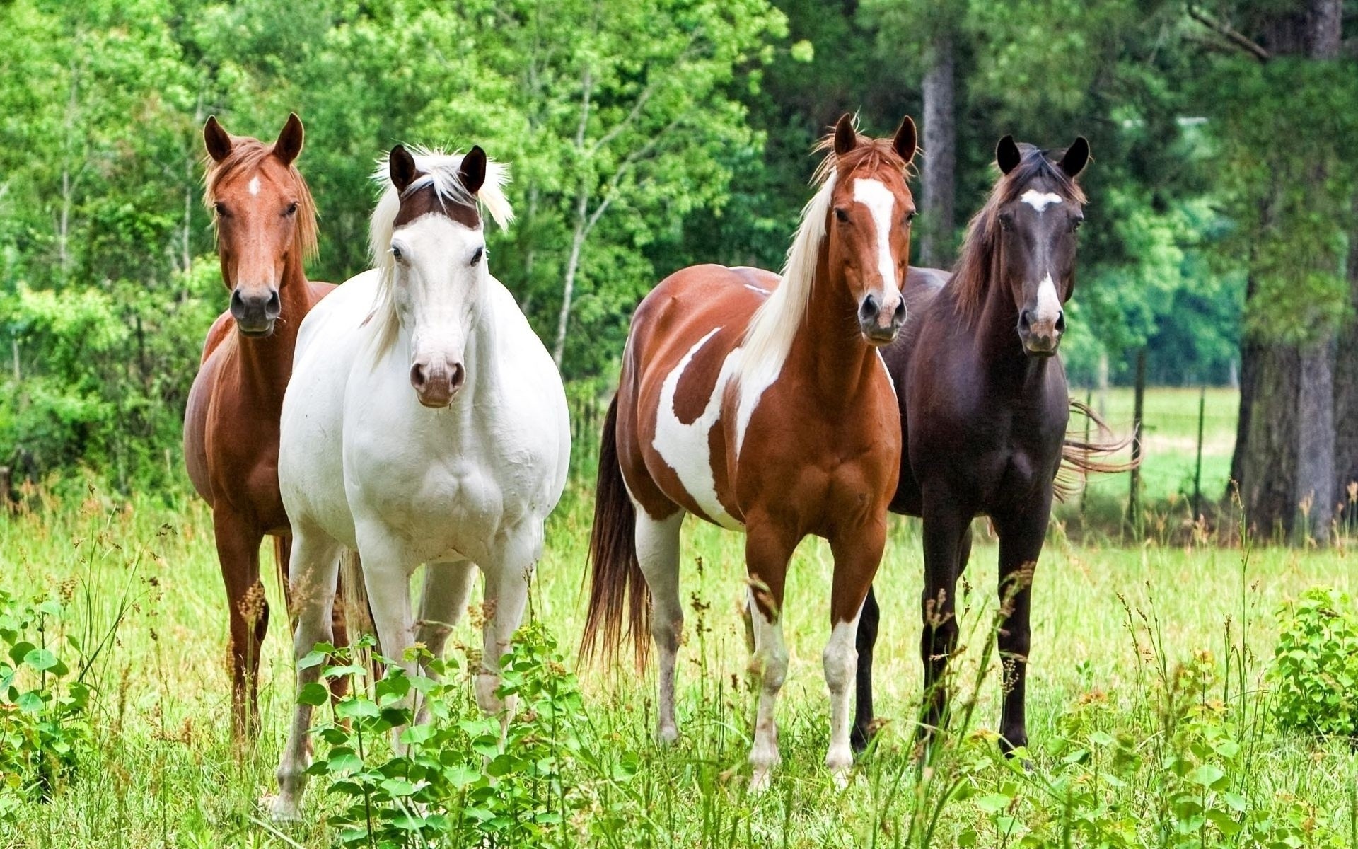 animals horse mammal stallion mare equine pasture hayfield animal mane farm grass cavalry equestrian thoroughbred field chestnut pony gallop domestic rural