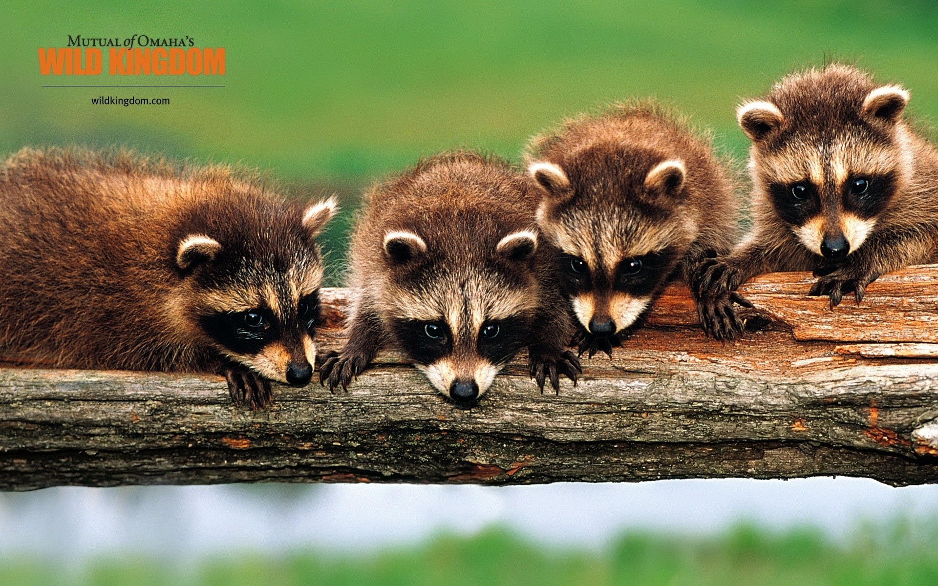 animals wildlife mammal animal cute nature raccoon fur wild little looking racoons