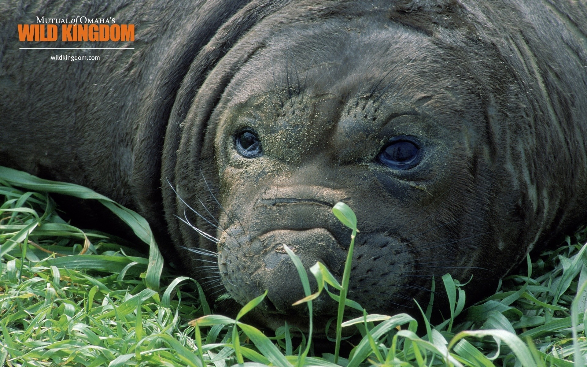 animals nature wildlife animal grass mammal wild cute big seal