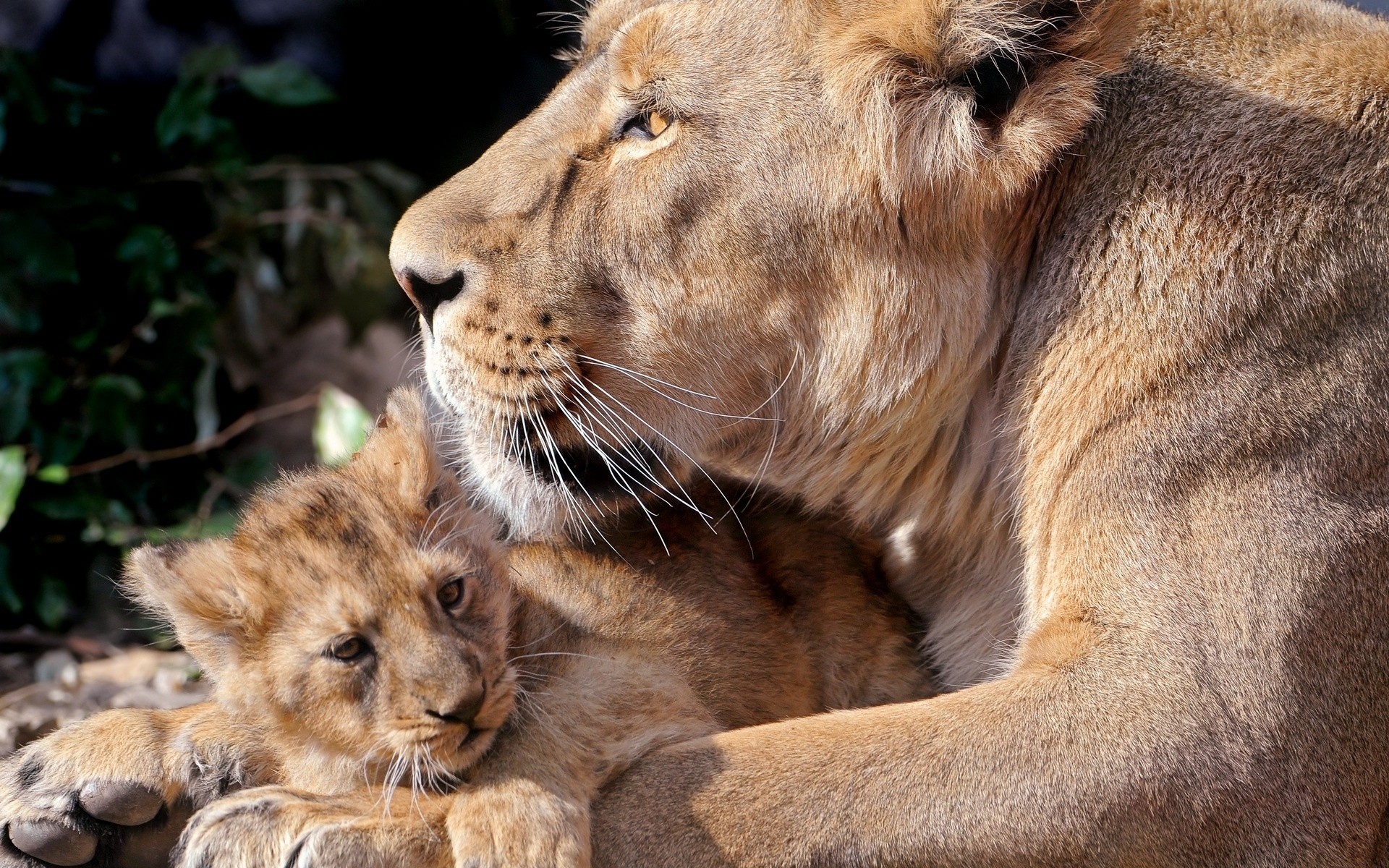 animals cat mammal lion wildlife animal predator zoo carnivore safari fur wild hunter portrait nature big eye panthera danger lioness