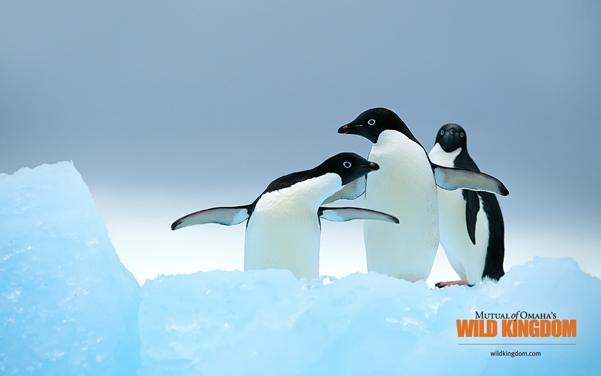 animals wildlife frosty penguins snow ice bird nature winter cold outdoors iceberg underwater water side view horizontal swimming animal snowscape