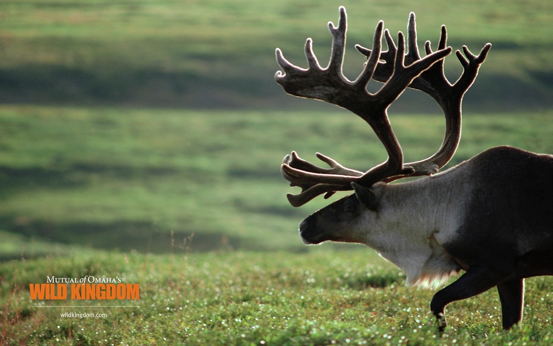 animals deer grass wildlife mammal antler nature animal moose stag outdoors field caribou