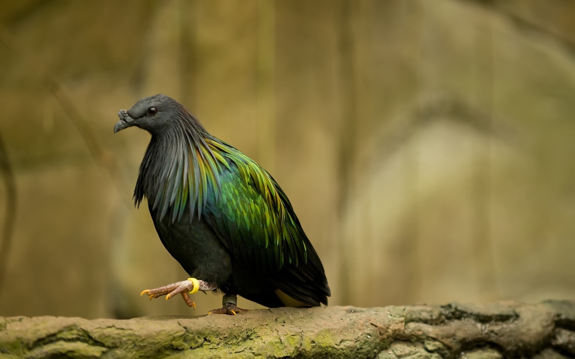 birds bird wildlife nature animal wild outdoors