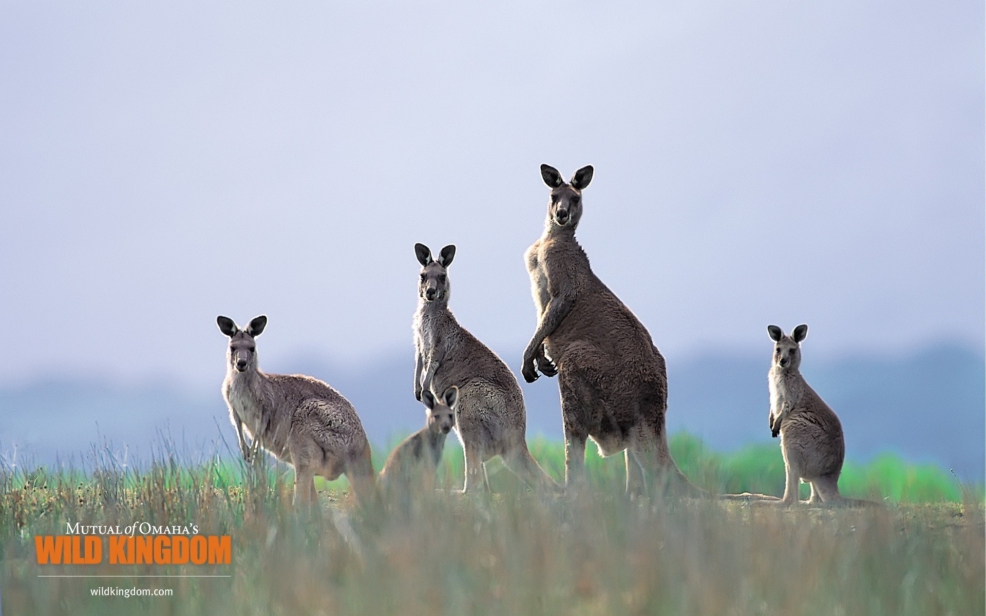 animals mammal wildlife grass animal nature cute wild outdoors kangaroo field