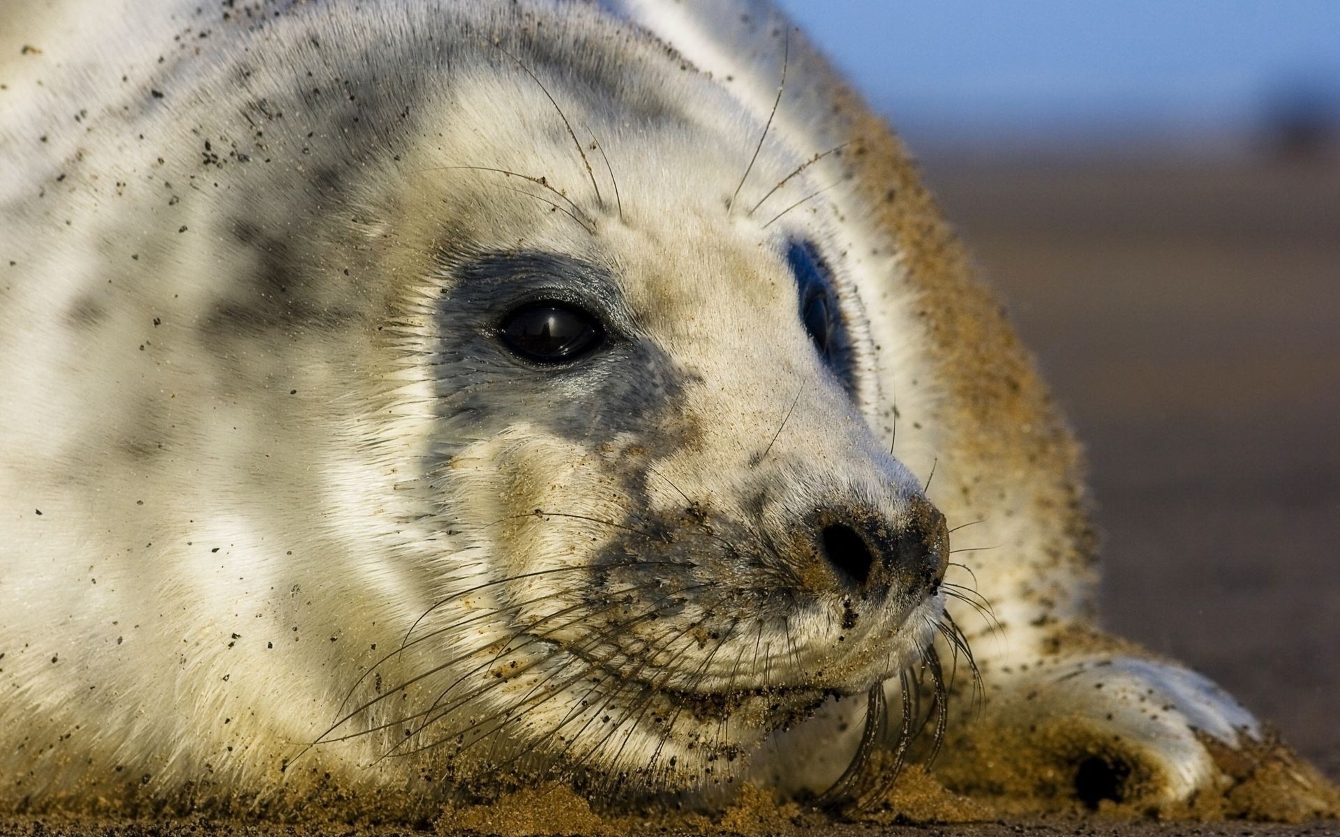 animals mammal wildlife animal nature sea seal zoo ocean portrait wild beach water predator