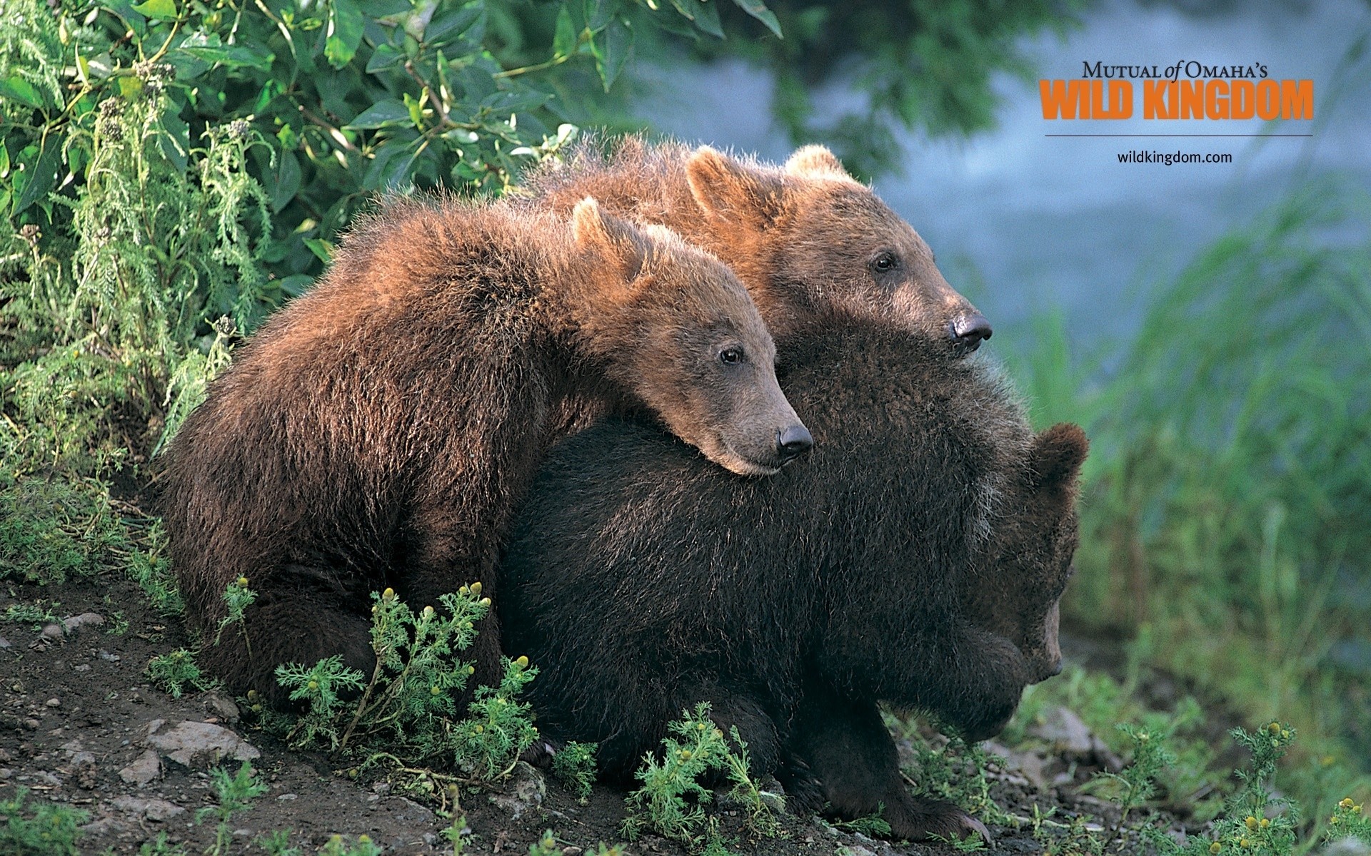 animals wildlife mammal outdoors nature wild grass animal fur wood bears
