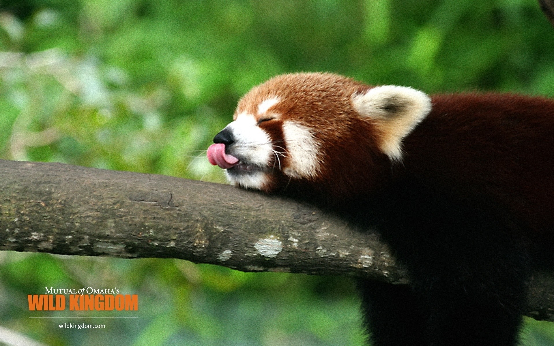animals wildlife nature outdoors mammal cute animal fur little wild zoo wood endangered species firecat