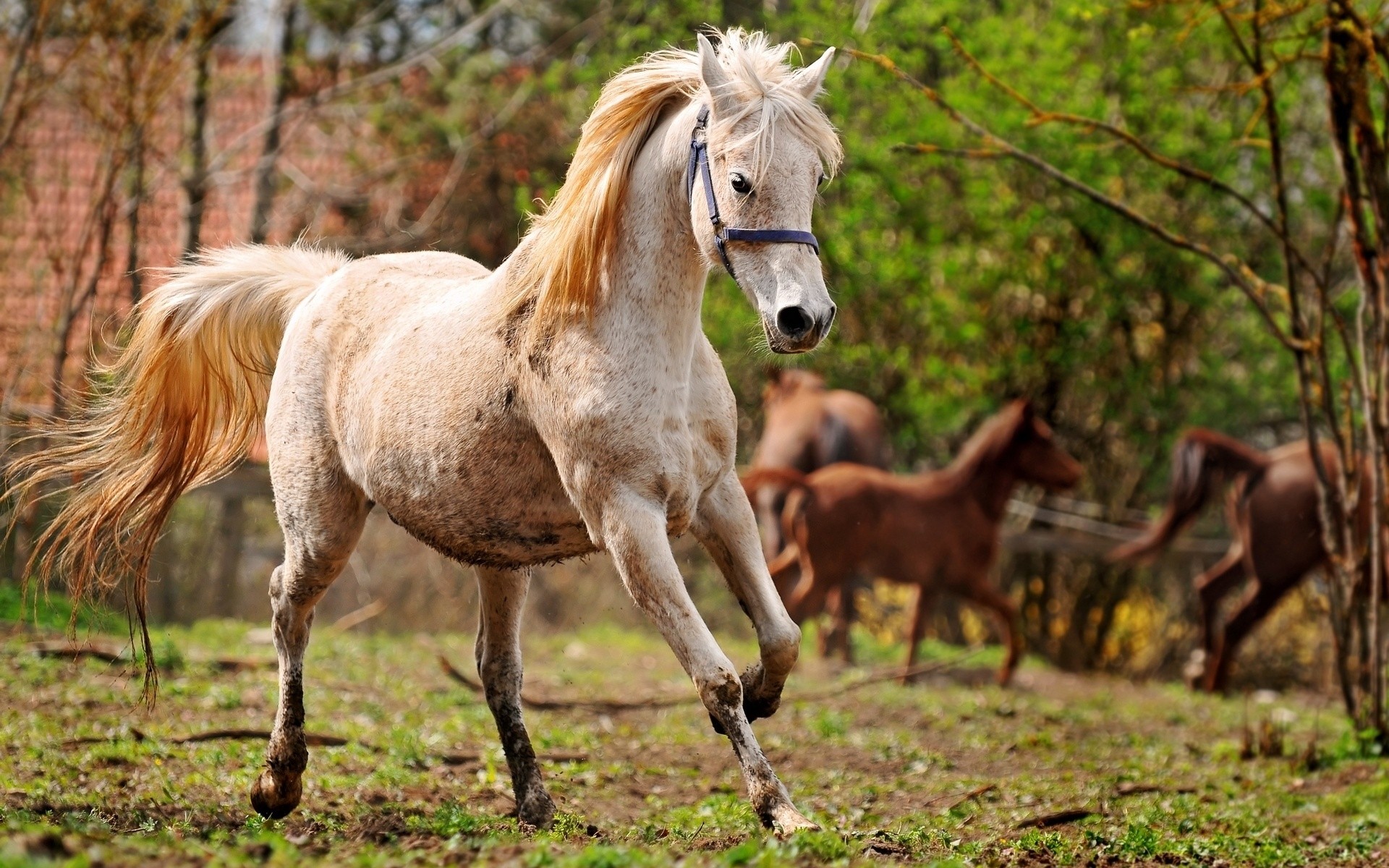 animals mammal cavalry animal mare horse stallion mane equine grass equestrian pony pasture farm field wildlife nature livestock wild foal hayfield