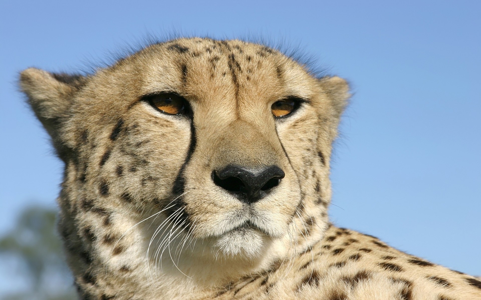 animals wildlife mammal cat animal safari predator wild cheetah nature fur carnivore hunter zoo portrait big eye