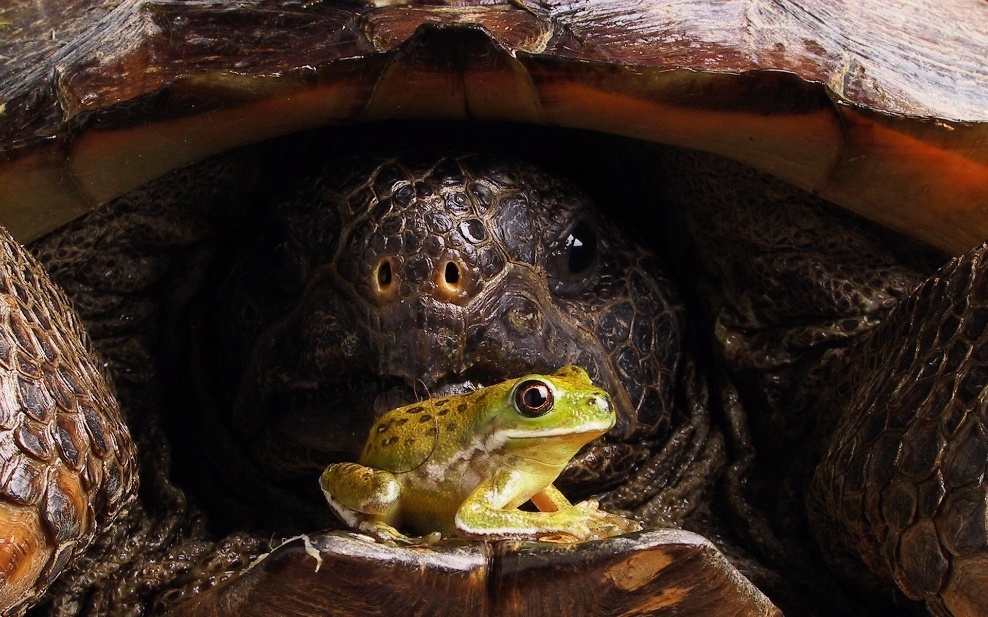 reptiles and frogs turtle tortoise reptile shell slow wildlife nature amphibian animal one shield