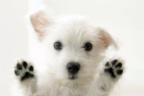 The cute little dog raised its paws