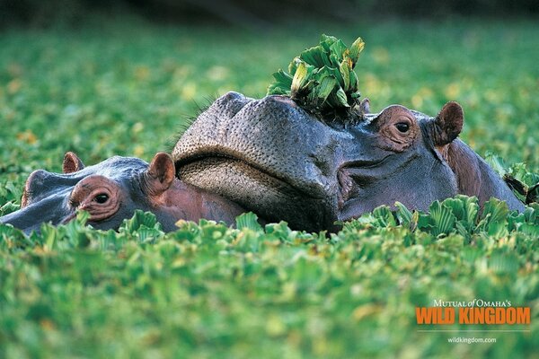 Hippos in a green swamp during the day