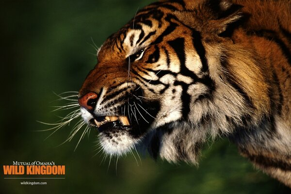 Tiger grins in nature