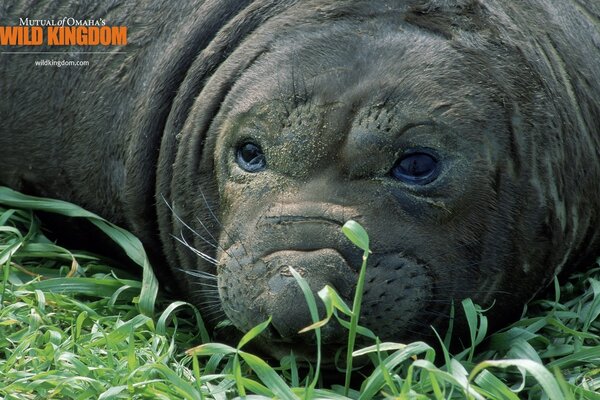 An animal on the grass is resting from the wild