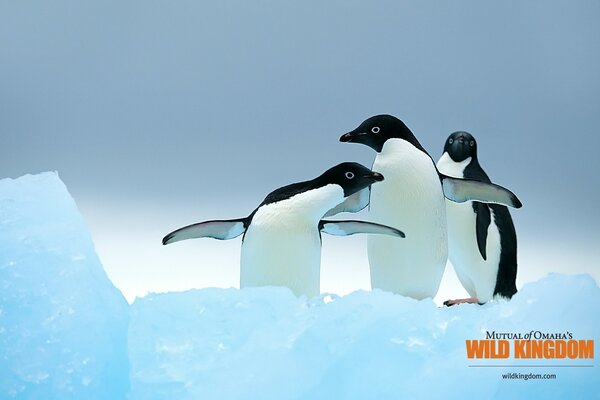 A trio of penguins in the snow