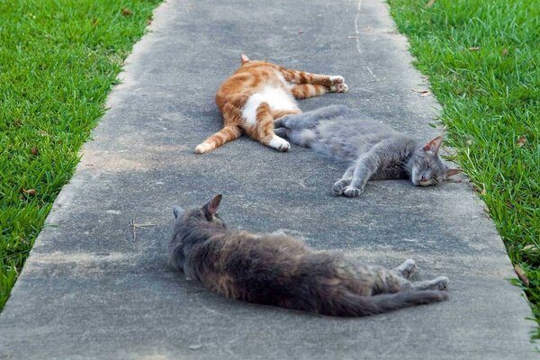 Cats lazily sprawled on the path