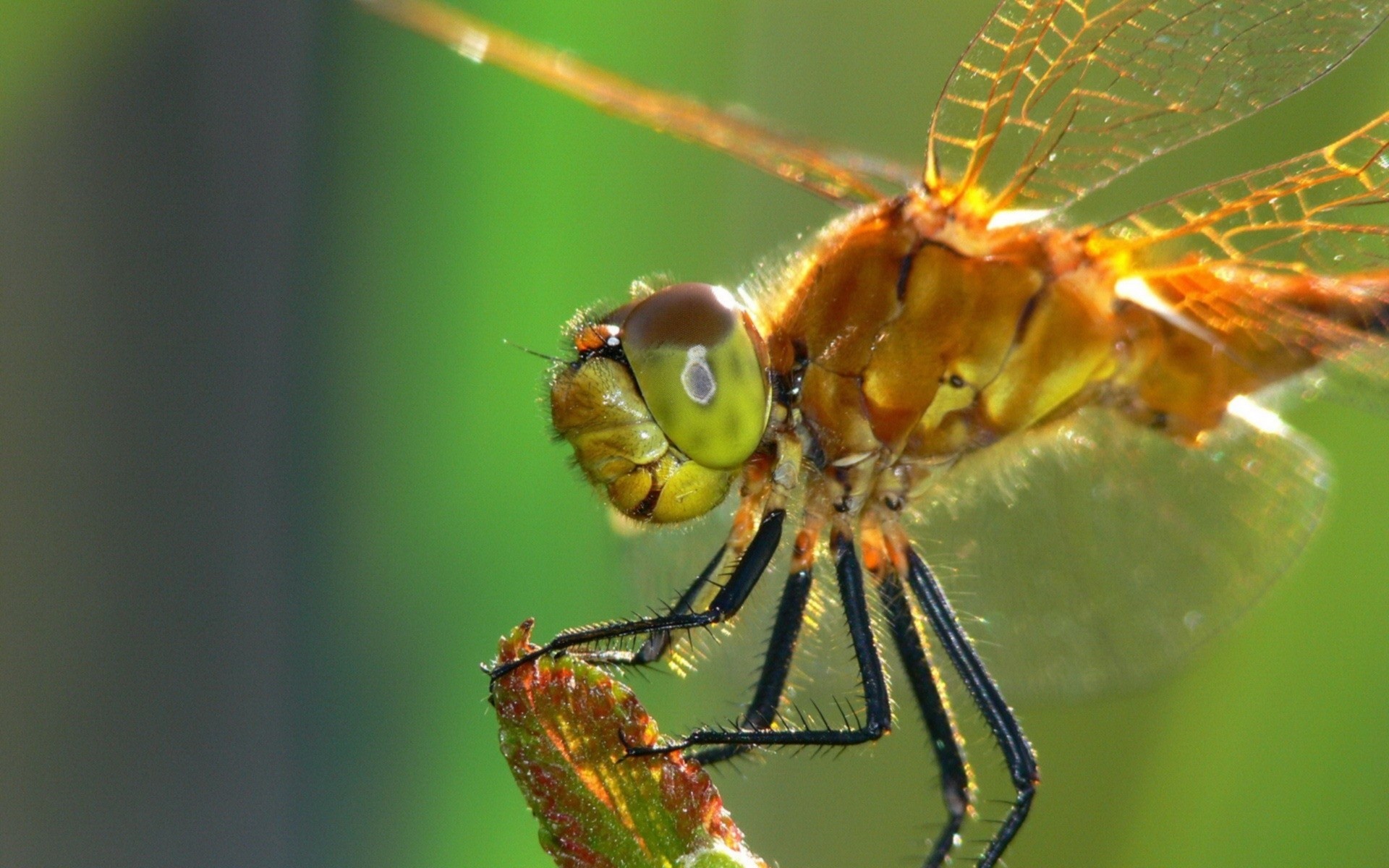 insects insect dragonfly spider wildlife invertebrate animal nature wild fly close-up