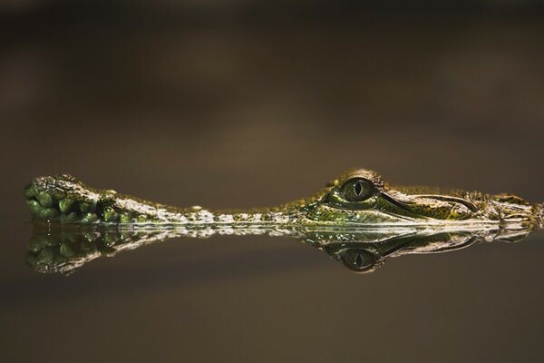 Reflection of the allegator s head on the water surface