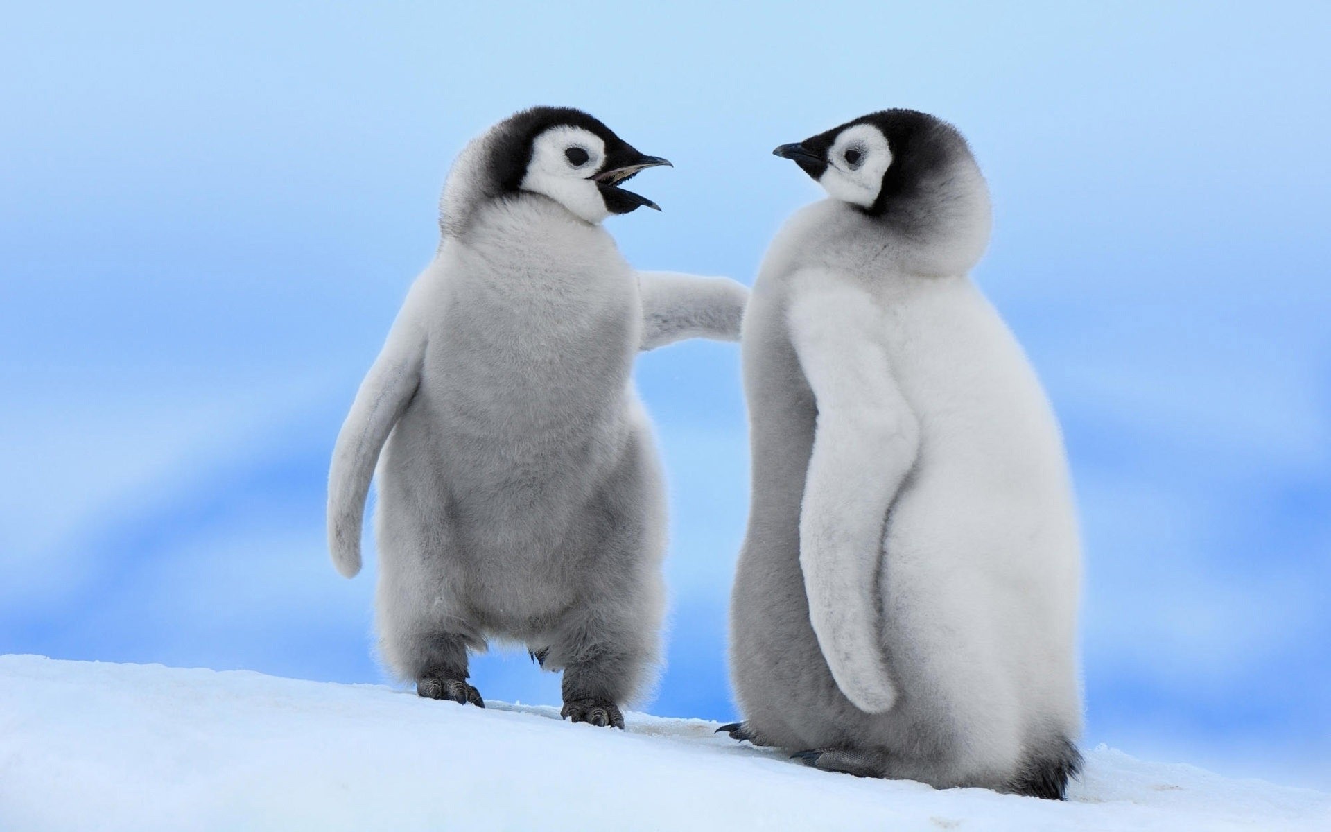 animals snow winter frosty bird wildlife cold mammal animal polar penguin baby