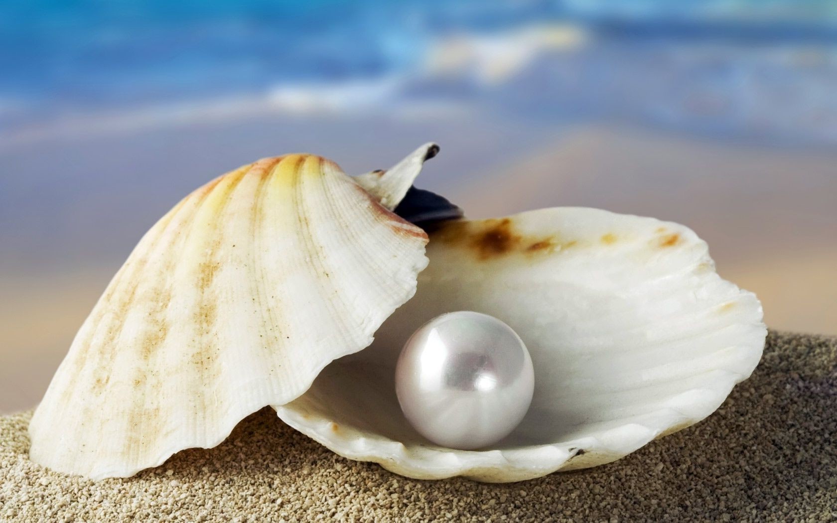 sea and ocean beach seashell sea seashore ocean shell shellfish summer sand tropical nature water conch food