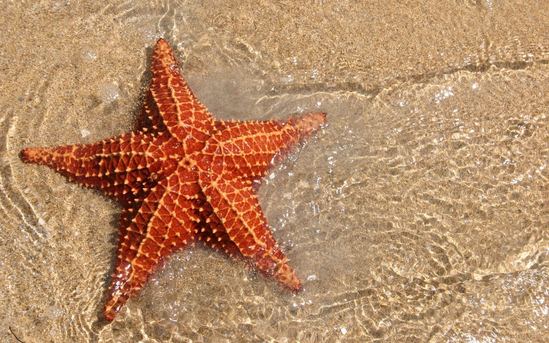 sea and ocean starfish sand beach seashore sea echinoderm ocean tropical nature shell vacation invertebrate seashell water summer desktop marine shore travel