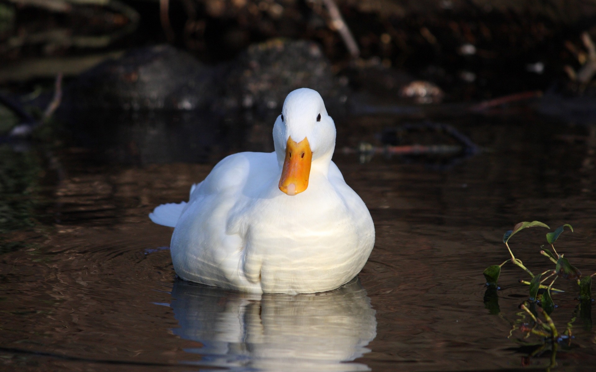 duck bird waterfowl water poultry pool lake goose wildlife outdoors nature one