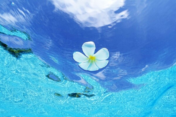 A flower in clear blue water