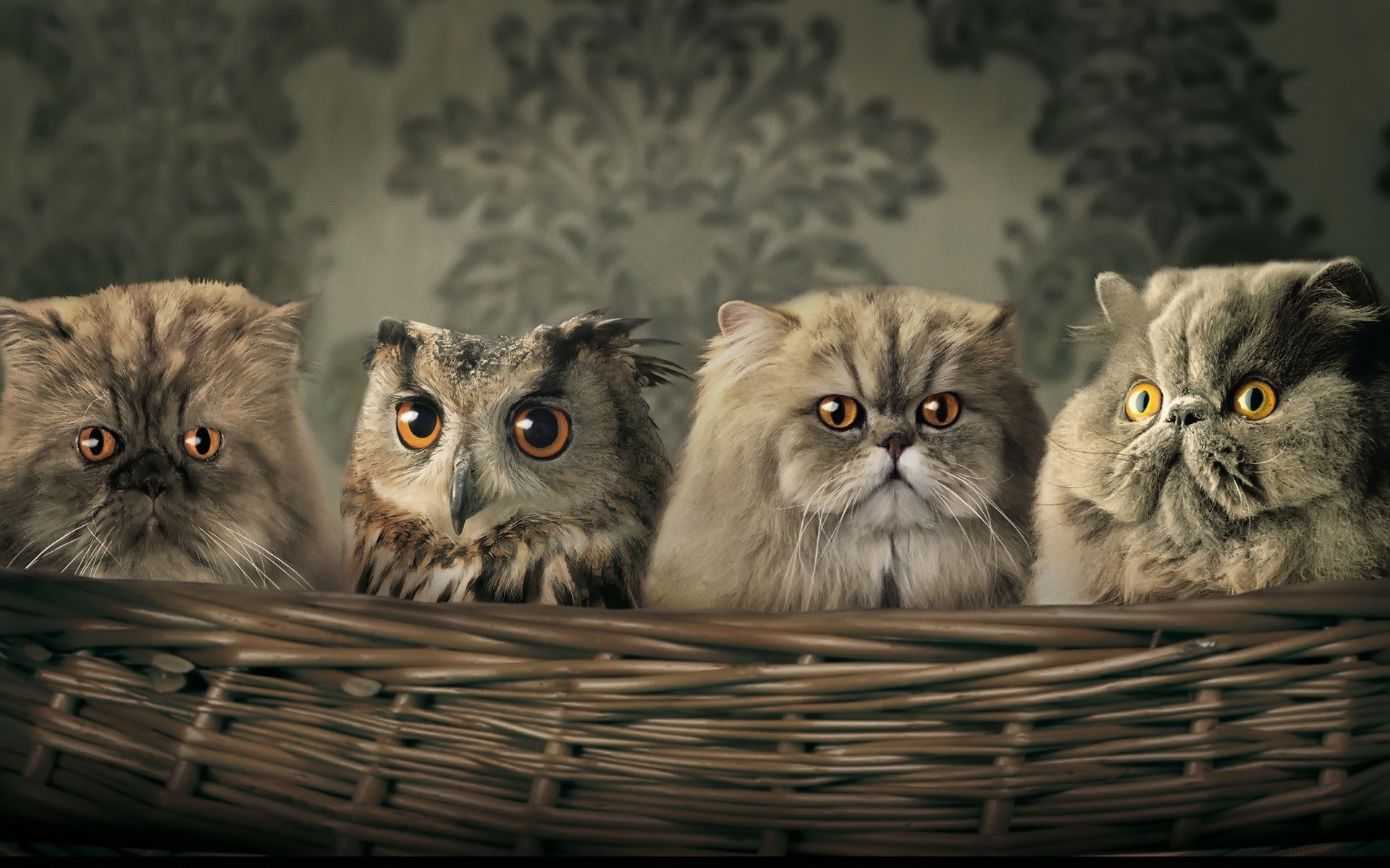 cats cat pet kitten animal grey domestic portrait mammal cute studio breed basket purebred eye sit fur