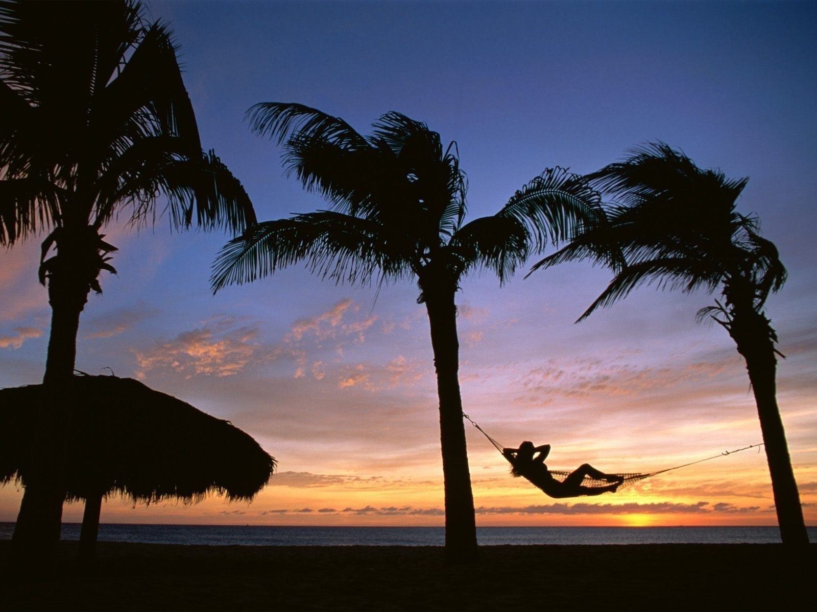 sea and ocean beach palm silhouette sunset tropical backlit sun tree travel exotic seashore sand water ocean