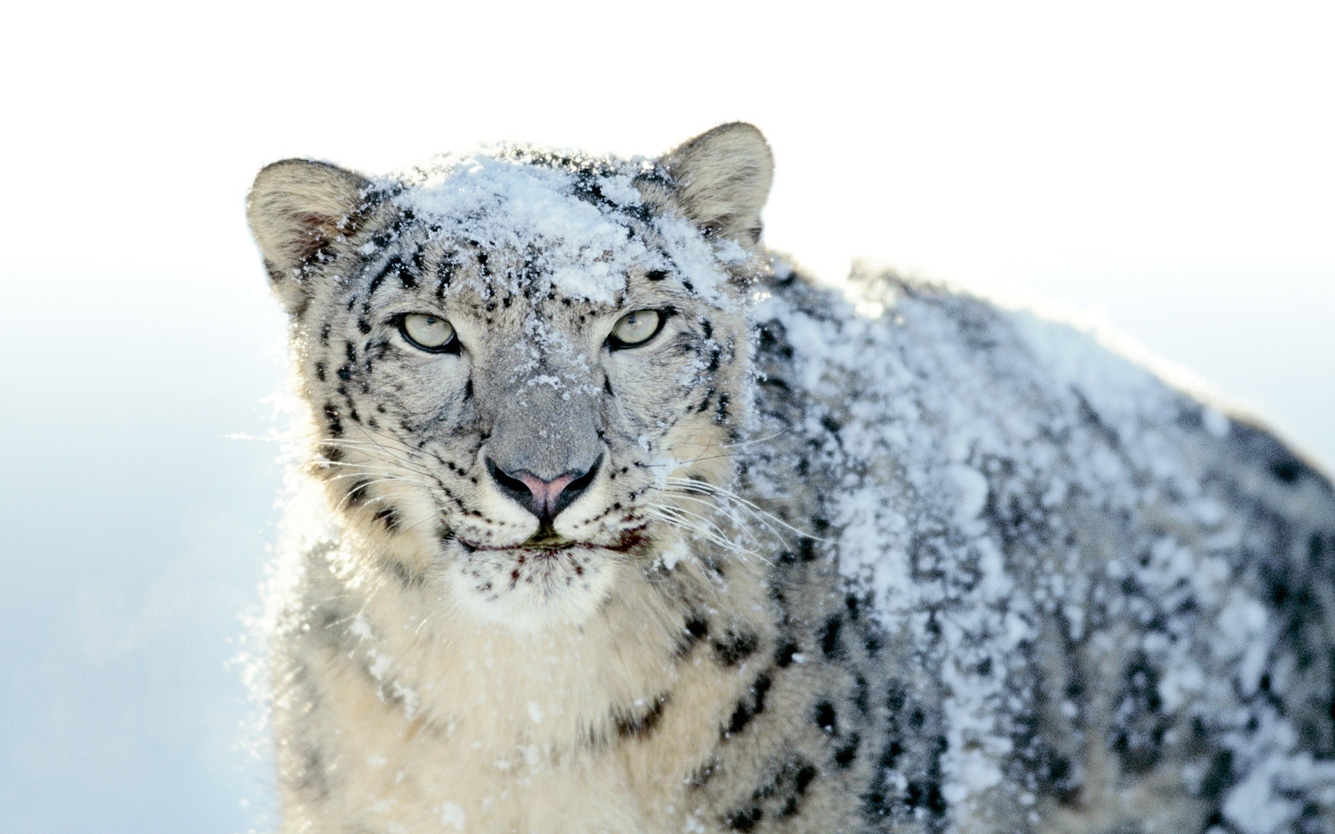 animals wildlife animal mammal nature wild big predator snow carnivore winter leopard snow leopard