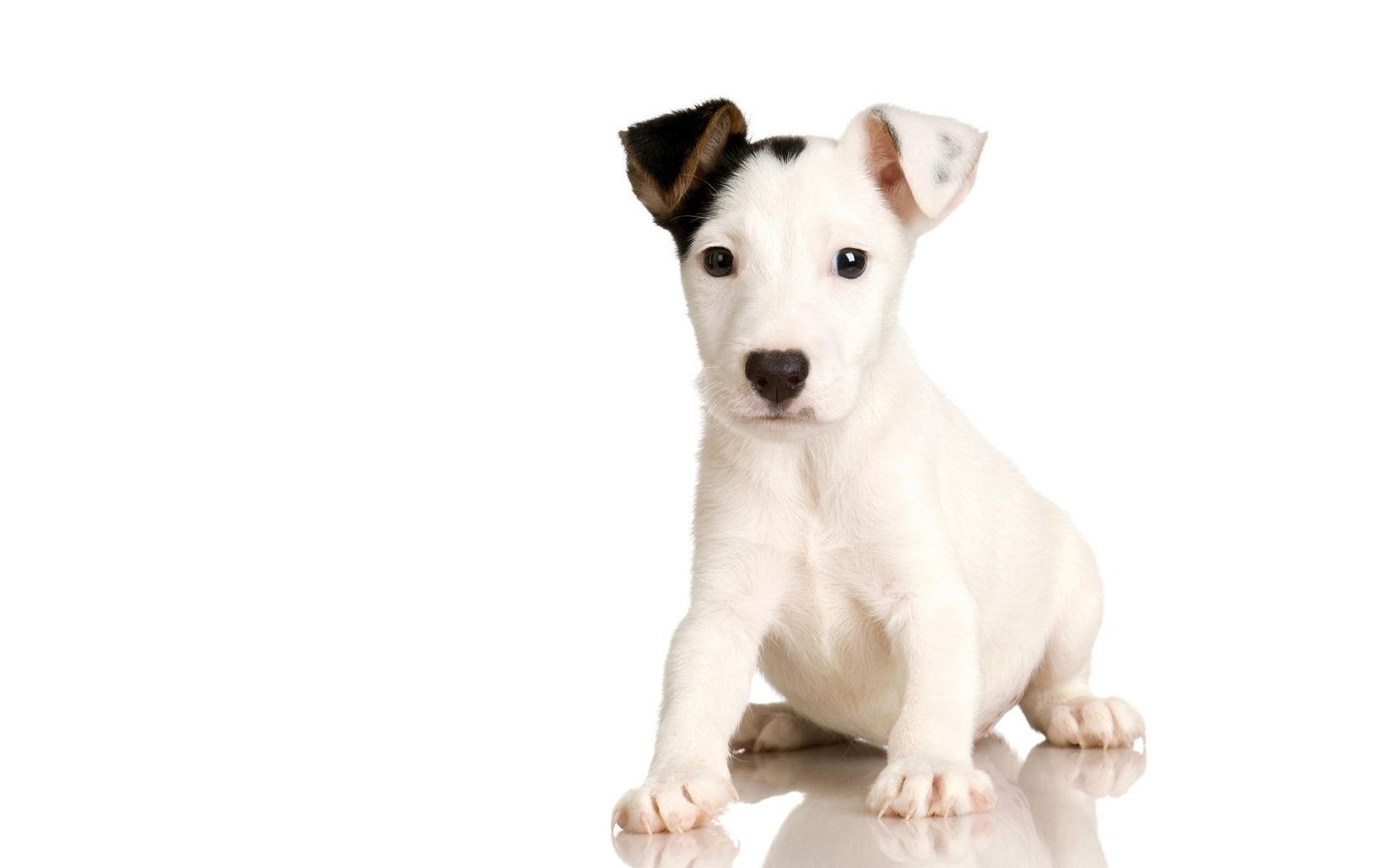 dogs cute dog isolated sit funny little looking pet puppy animal canine young