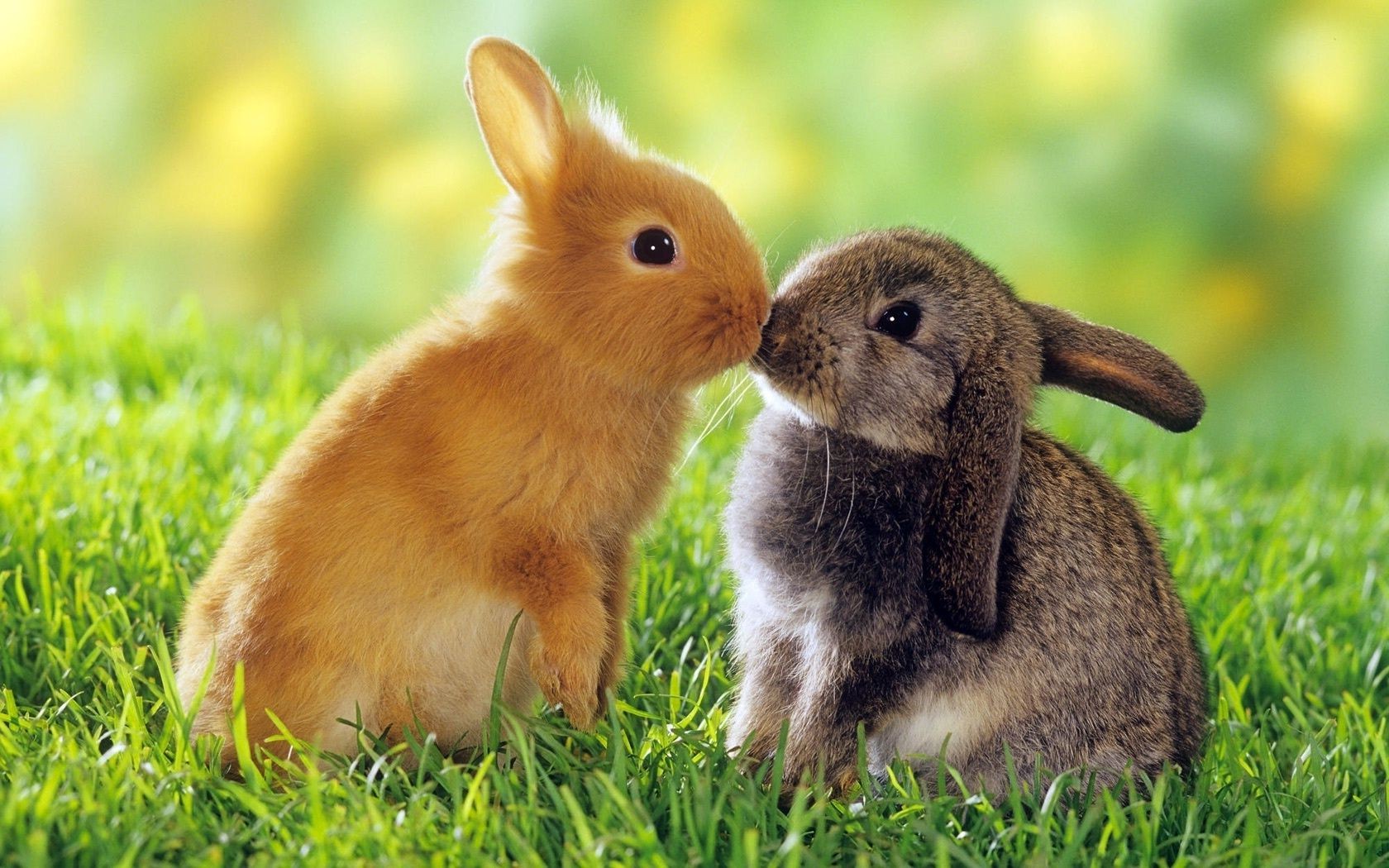 rabbits grass cute rabbit animal mammal little nature bunny fur baby sit rodent pet adorable hayfield young easter