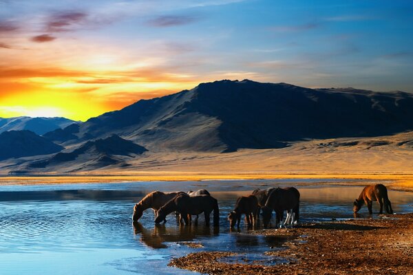 The horses at the lake came to drink