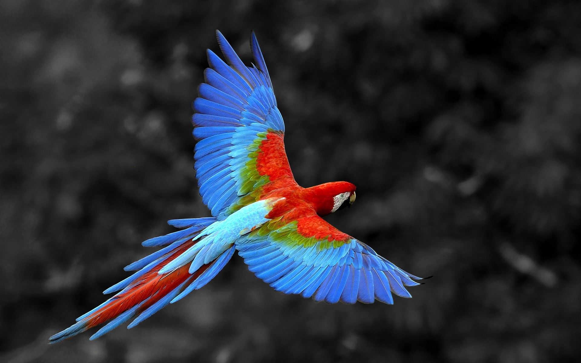 parrot color bird nature