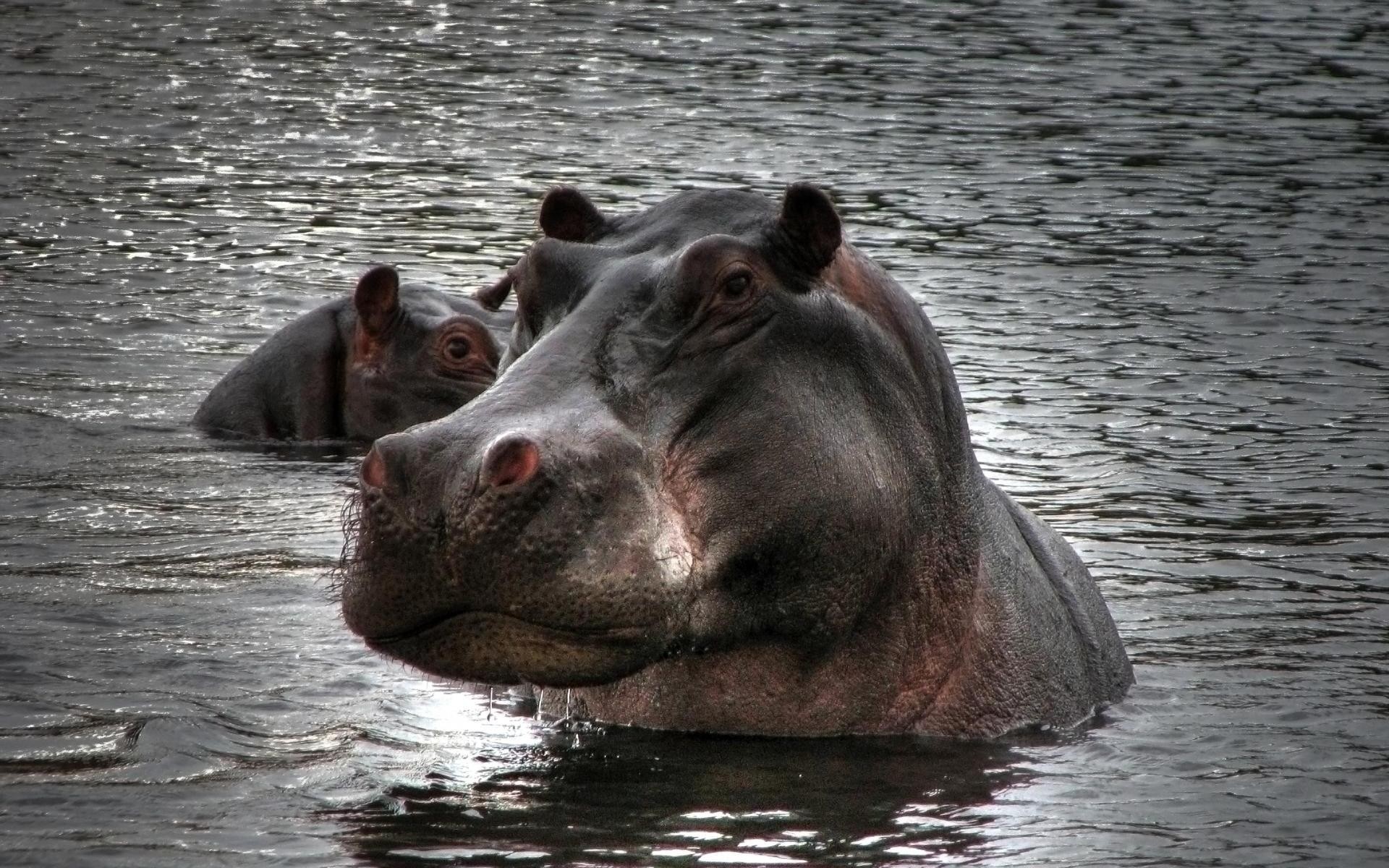 animals mammal water hippopotamus wildlife river animal one nature
