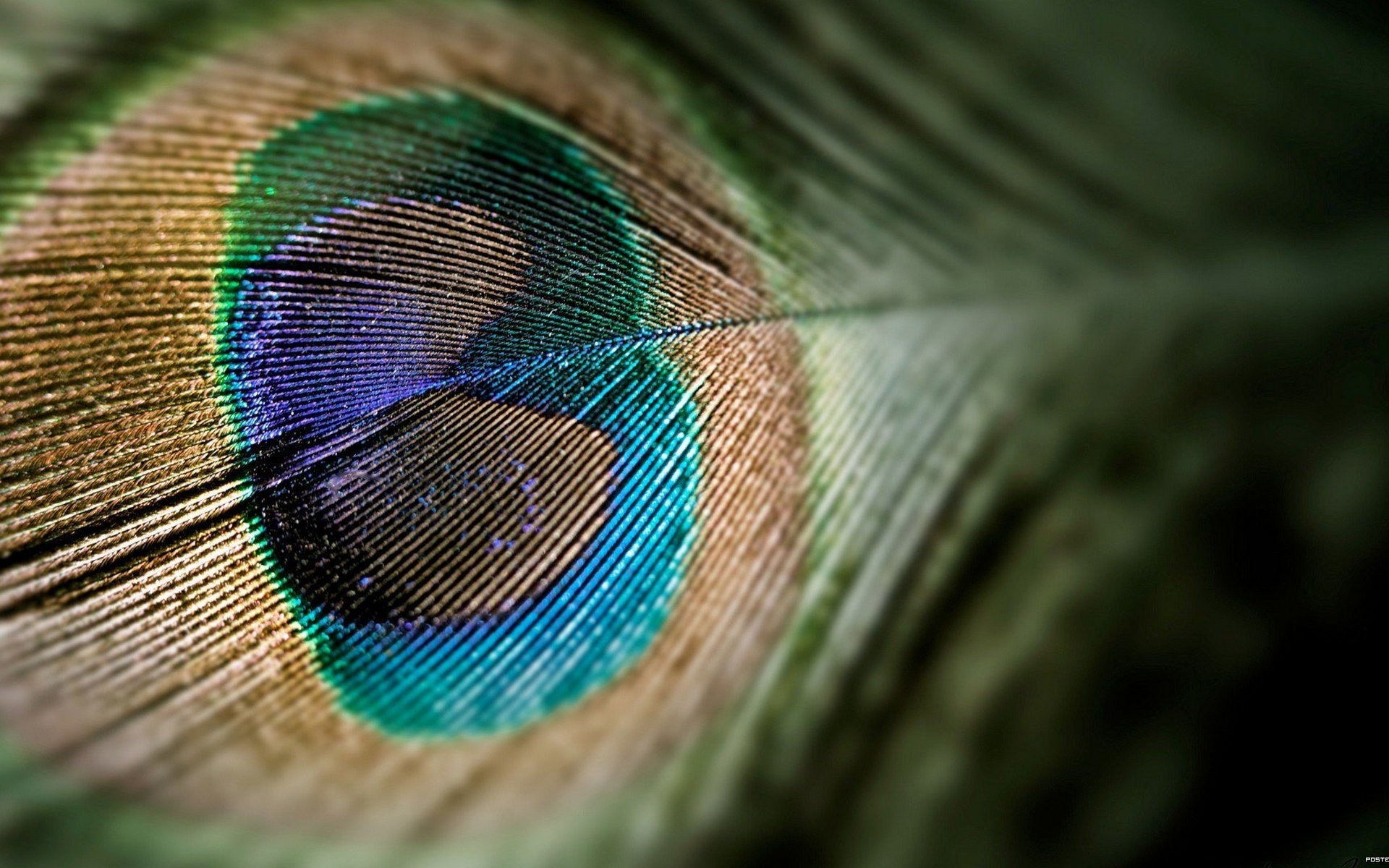 animals nature desktop feather color bright pattern texture abstract iridescent design close-up bird peacock