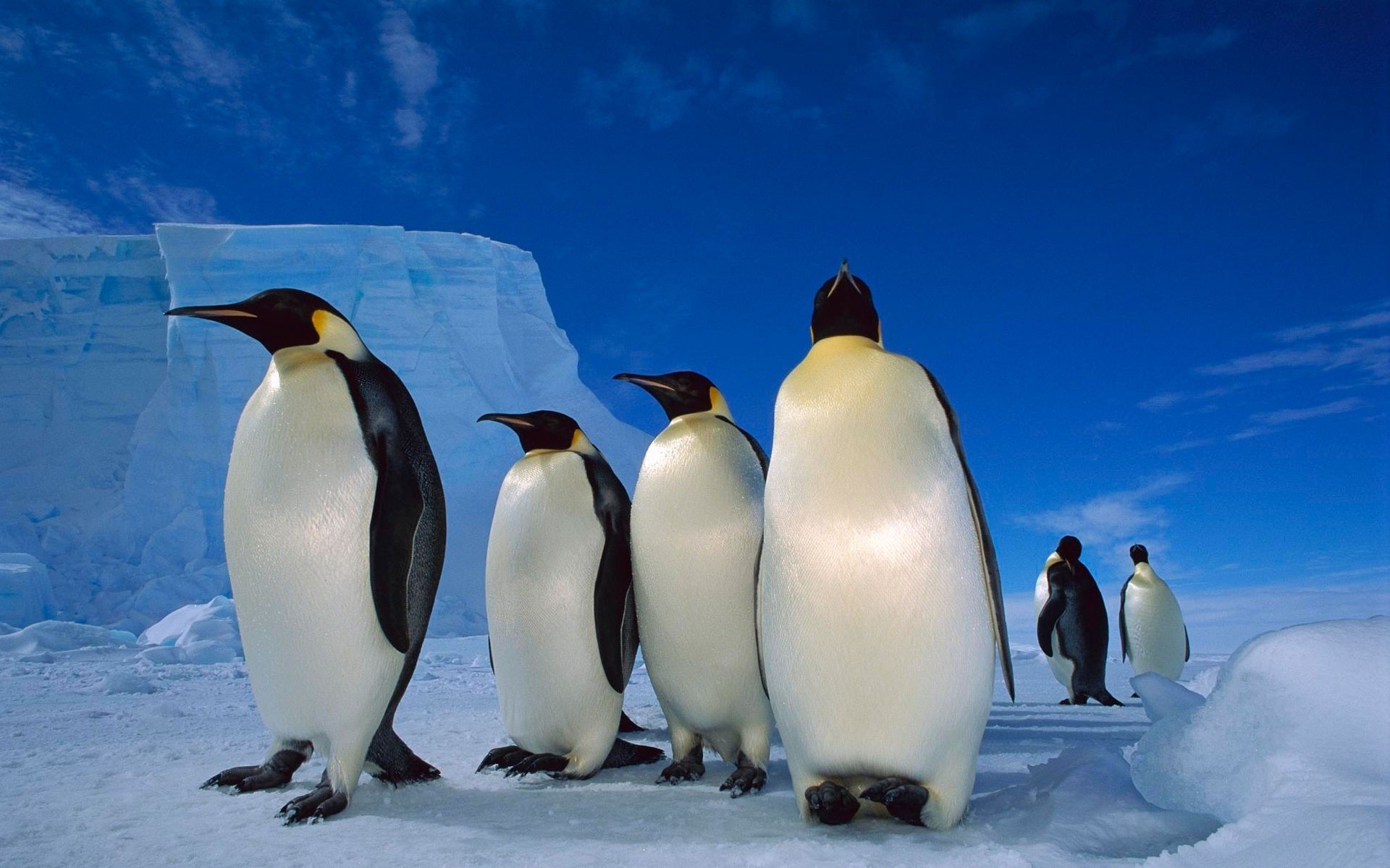 penguin penguins frosty snow cold ice wildlife bird winter polar antarctic iceberg nature outdoors ocean travel sea frozen water