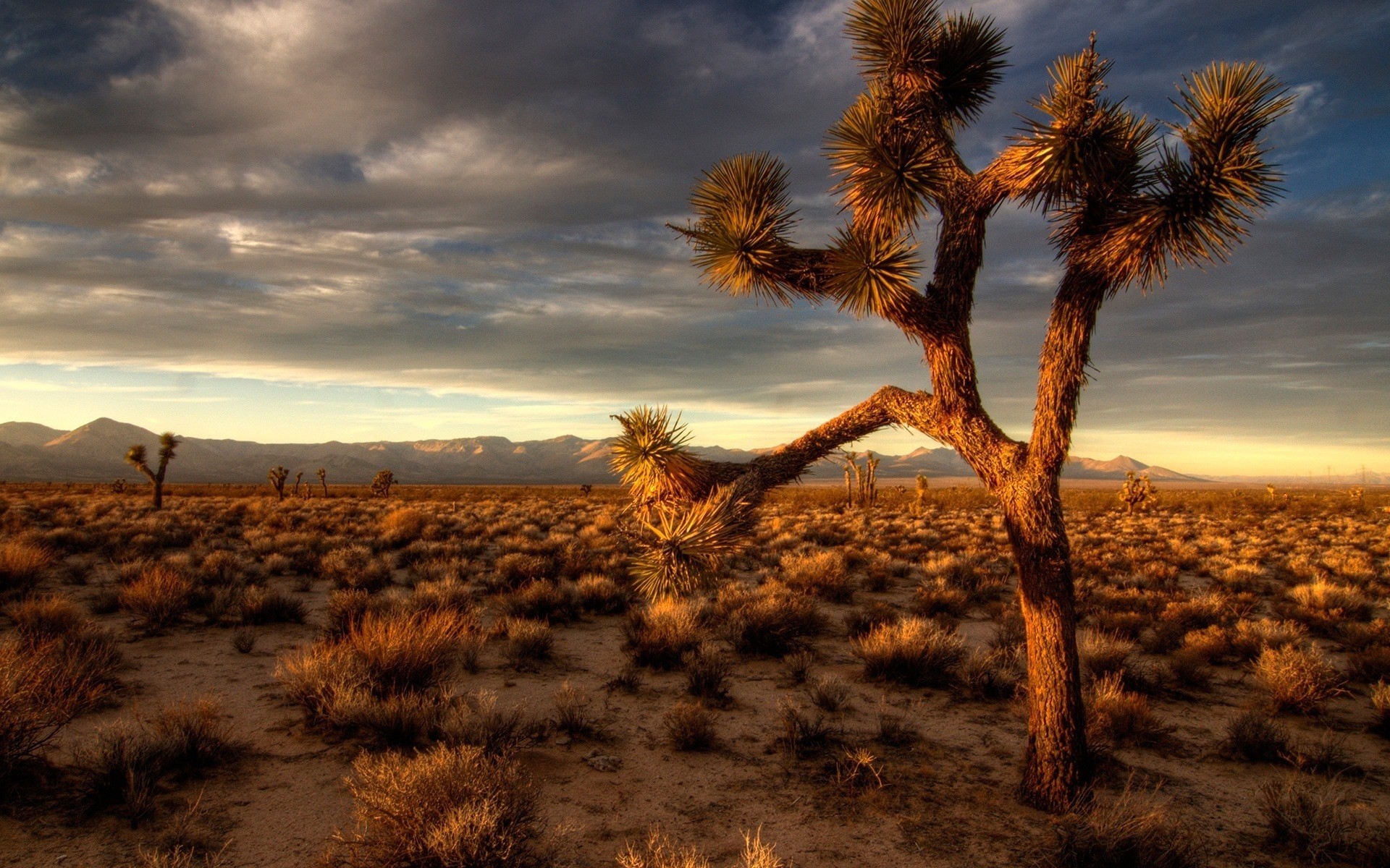 landscapes desert sunset landscape dry tree nature sky outdoors dawn evening arid sun dusk background scenary