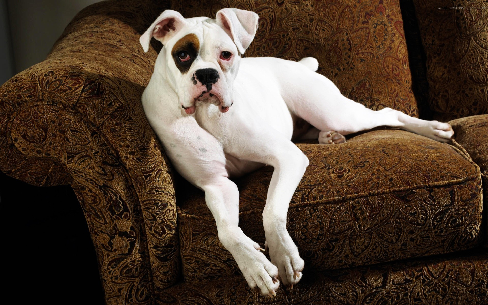 dogs dog mammal portrait one canine animal animals