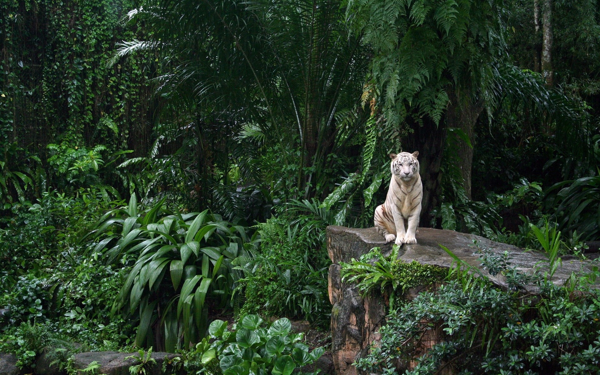 animals tree wood nature jungle mammal rainforest outdoors park leaf tropical travel wildlife wild white tiger tiger