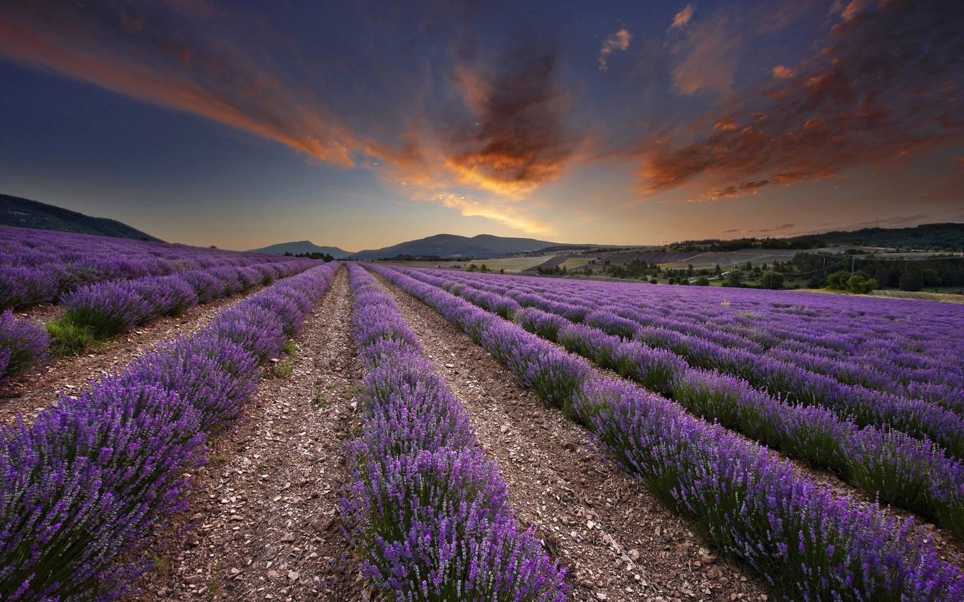 flowers lavender field landscape agriculture nature flower countryside farm rural outdoors abundance color sunset flora summer violet farmland scenic scenery background