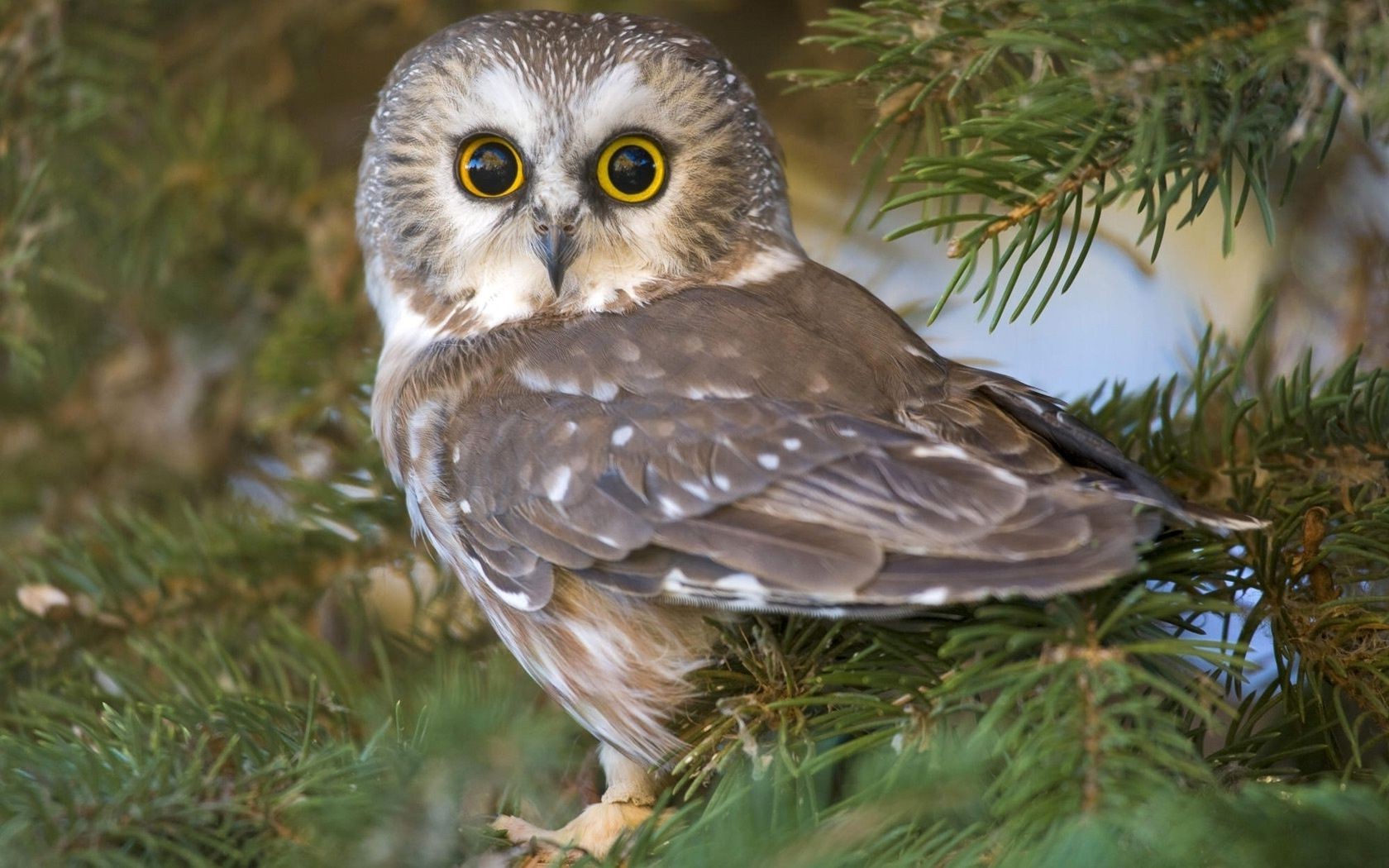 owl bird wildlife tree nature animal outdoors wild raptor